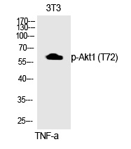 Akt1 (Phospho-Thr72)