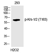 Krs-1/2 (Phospho-Thr183)