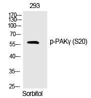 PAKγ (Phospho-Ser20)
