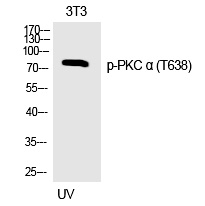 PKC α (Phospho-Thr638)
