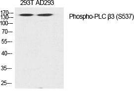 Rabbit Polyclonal Antibody to PLC β3 (Phospho-Ser537)