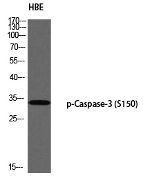 Caspase-3 (Phospho-Ser150)