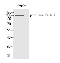 c-Fms (Phospho-Tyr561)