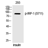 IRP-1 (Phospho-Ser711)