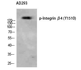 Integrin β4 (Phospho-Tyr1510)