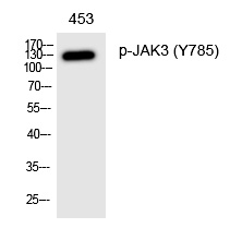 JAK3 (Phospho-Tyr785)
