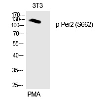 Per2 (Phospho-Ser662)