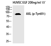 Axl (Phospho-Tyr691)