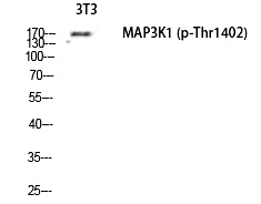 MEK Kinase-1 (Phospho-Thr1402)