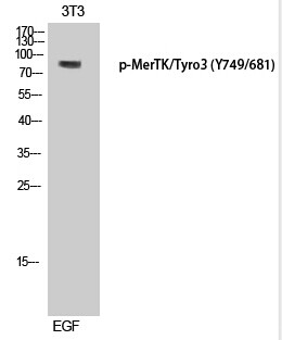 MerTK/Tyro3 (Phospho-Tyr749/681)