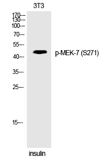 MEK-7 (Phospho-Ser271)