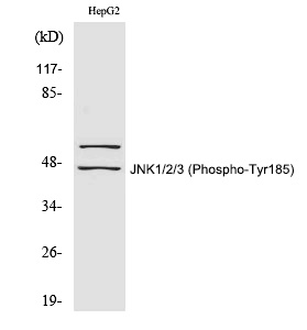 JNK1/2/3 (Phospho-Tyr185)