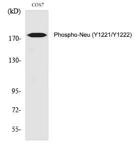 Neu (Phospho-Tyr1221/Tyr1222)