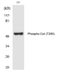 Cot (Phospho-Thr290)