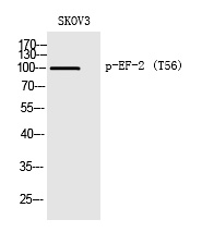 EF-2 (Phospho-Thr56)