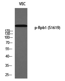 Rpb1 (Phospho-Ser1619)