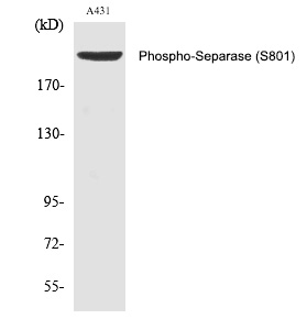 Separase (Phospho-Ser801)