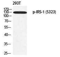IRS-1 (Phospho-Ser323)