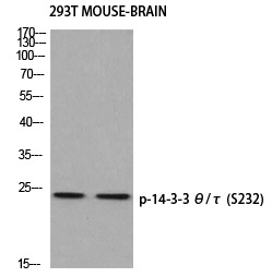 14-3-3 θ/τ (Phospho-Ser232)