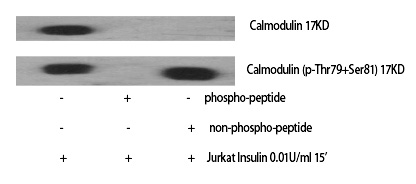 Calmodulin (Phospho-Thr80/Ser82)