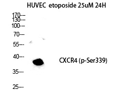 Fusin (Phospho-Ser339)
