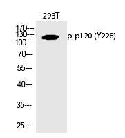 p12(Phospho-Tyr228)