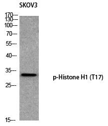Histone H1 (Phospho-Thr17)