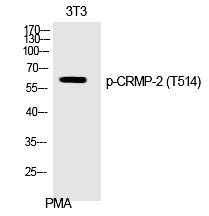 CRMP-2 (Phospho-Thr514)