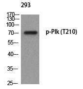 Plk (Phospho-Thr210)