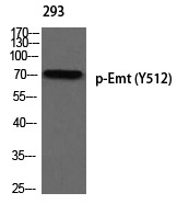 Emt (Phospho-Tyr512)
