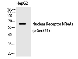 Nur77 (Phospho-Ser351)