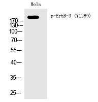 ErbB-3 (Phospho-Tyr1289)