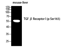 TGFβ RI (Phospho-Ser165)