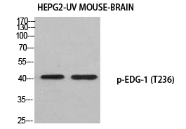 EDG-1 (Phospho-Thr236)