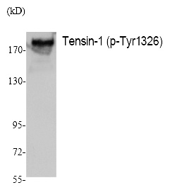 Tensin-1 (Phospho-Tyr1326)