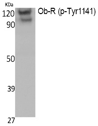 Ob-R (Phospho-Tyr1141)