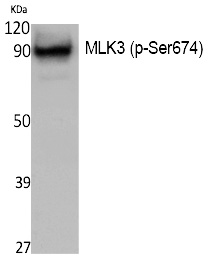 MLK3 (Phospho-Ser674)