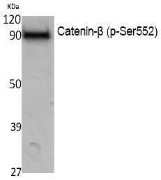 Catenin-β (Phospho-Ser552)