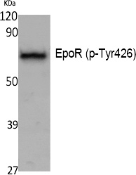 EpoR (Phospho-Tyr426)