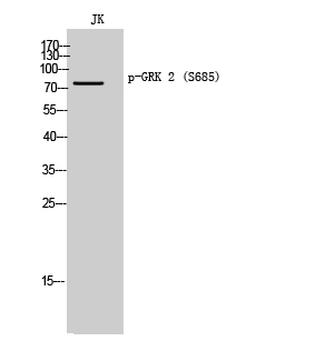 GRK2 (Phospho-Ser685)