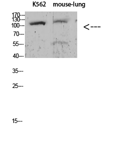 Sodium Potassium ATPase alpha-1 (Phospho-Tyr260)