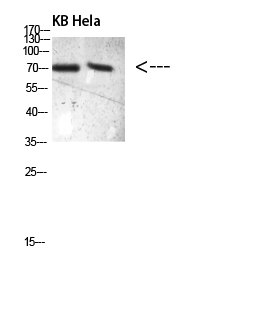 PRC1(Phospho-Thr481)Polyclonal