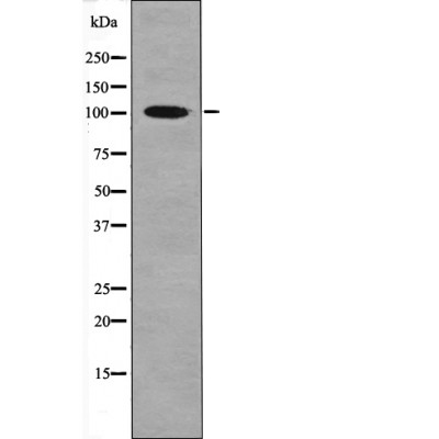 CTIP (Phospho-Ser327)