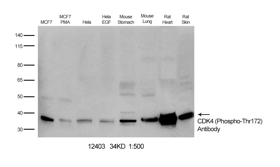 CDK4 (Phospho-Thr172)