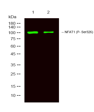 NFAT1 (Phospho-Ser326)
