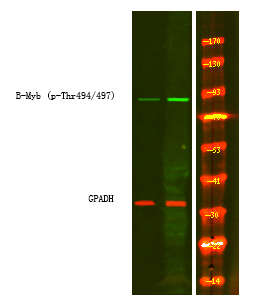 B-Myb (Phospho-Thr494/497)