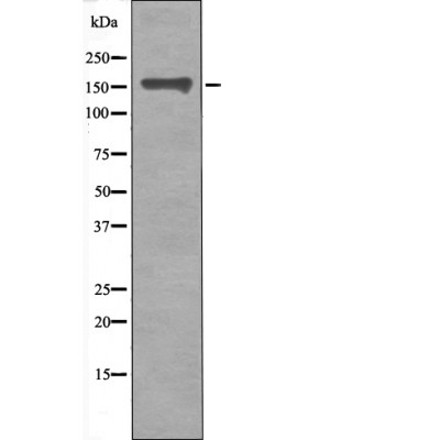 CD130/gp13(Phospho-Ser782)