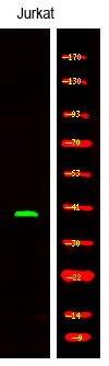 CD15(Phospho-Tyr327)