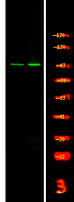 c-Fes (Phospho-Tyr713)