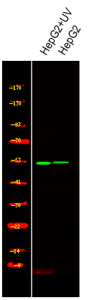 Smad1 (Phospho-Ser214)